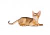 Abyssinian