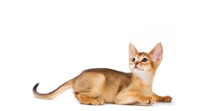 Abyssinian