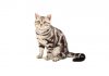 American shorthair