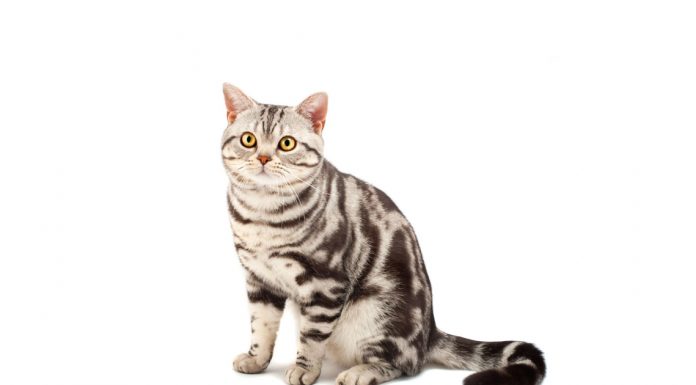 American shorthair