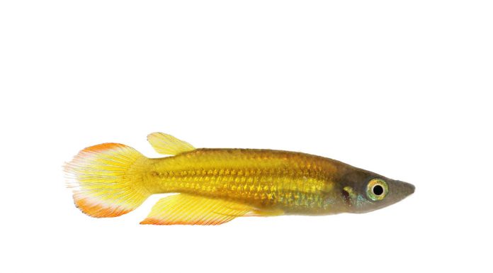 Aplocheilus lineatus
