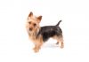 Australian terrier