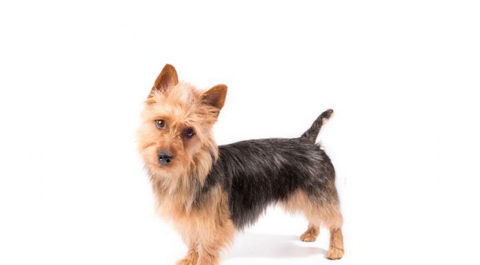 Australian terrier