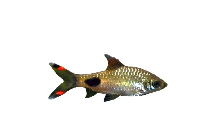 Barbus filamentosus