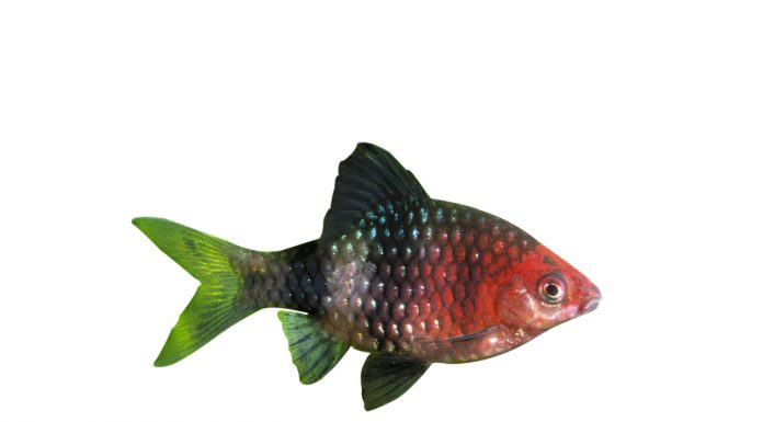 Barbus nigrofasciatus