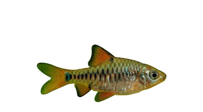 Barbus oligolepis