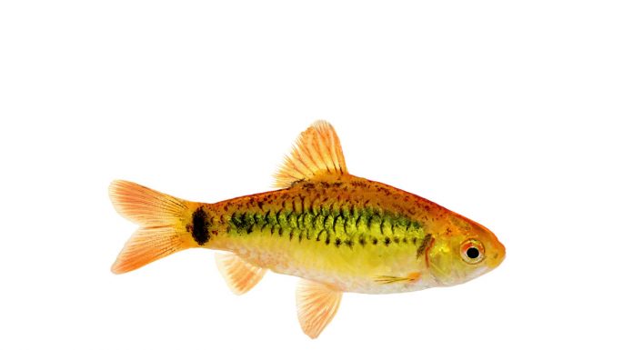 Barbus semifasciolatus