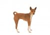 Basenji