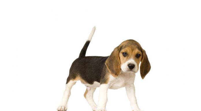 Beagle