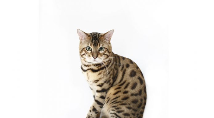Bengal