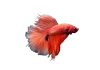 Betta splendens