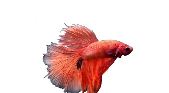 Betta splendens