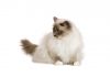 Birman