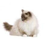 Birman