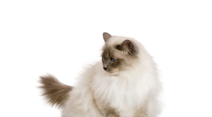 Birman