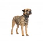 Border terrier
