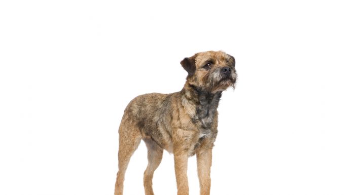 Border terrier