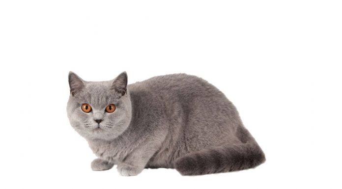 British shorthair