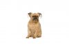 Brussels griffon