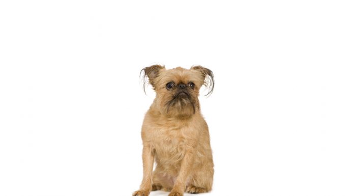Brussels griffon