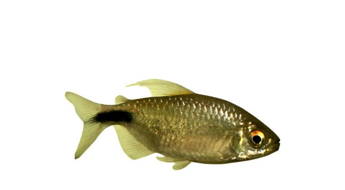 Brycinus longipinnis