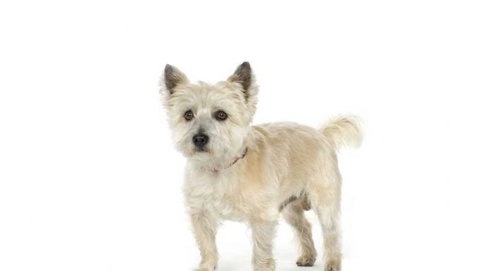 Cairn terrier