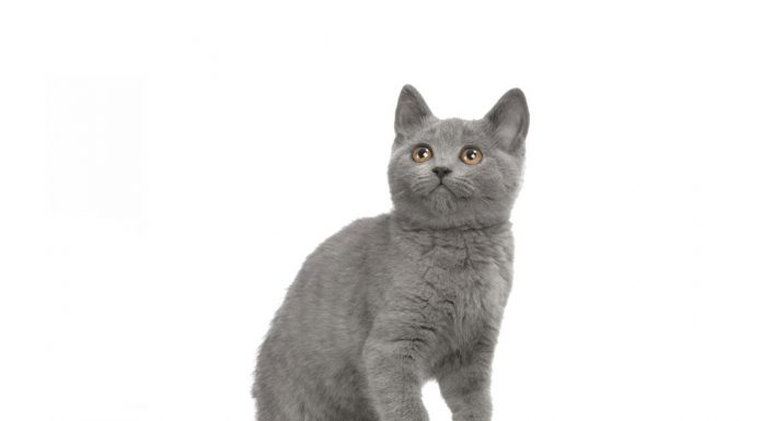 Chartreux