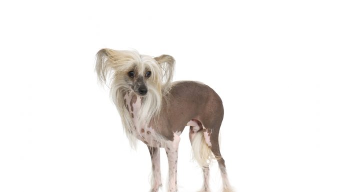 Chinese crested