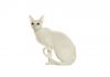 Cornish rex