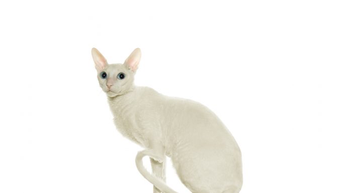 Cornish rex