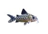 Corydoras agassizi
