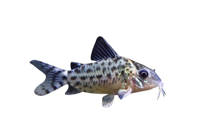 Corydoras agassizi