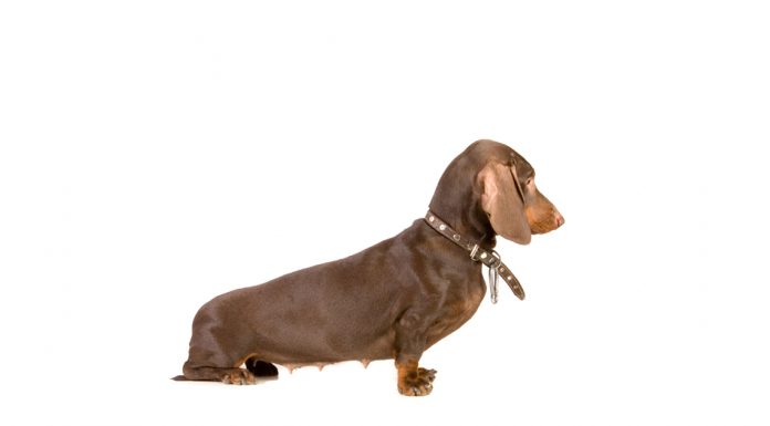 Dachshund – Basset