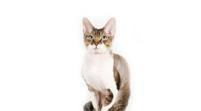 Devon rex