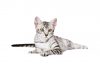 Egyptian Mau