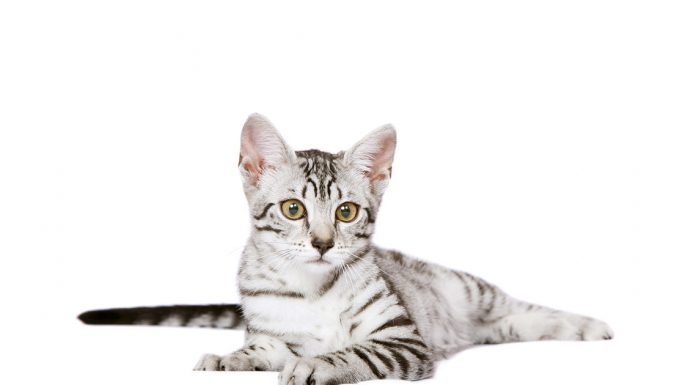 Egyptian Mau