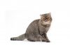 Exotic shorthair