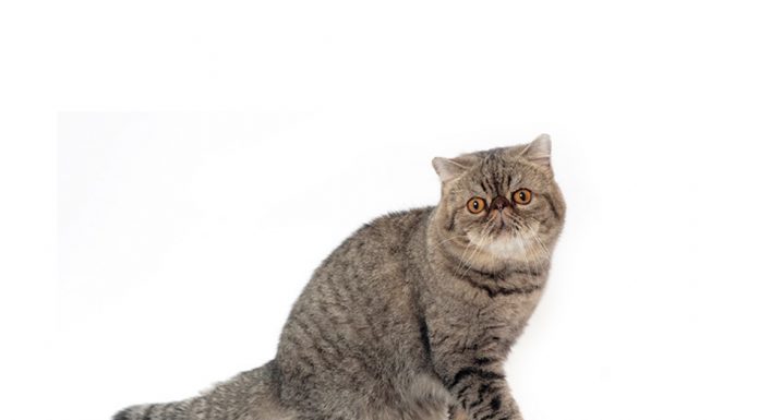 Exotic shorthair