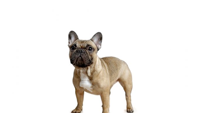 French bulldog