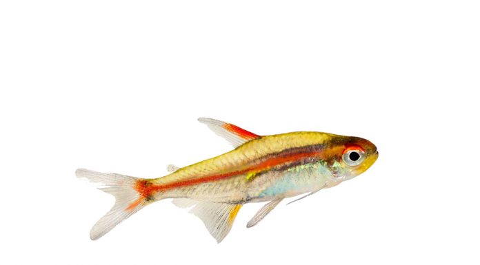 Hemigrammus erythrozonus