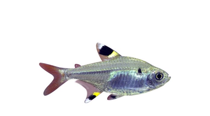 Hemigrammus ocellifer