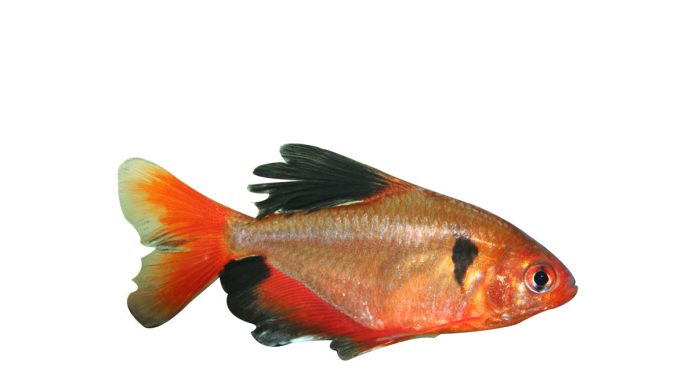 Hyphessobrycon callistus