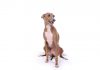 Italian greyhound
