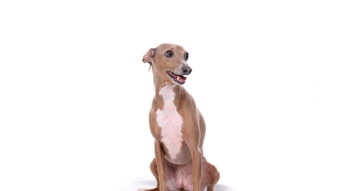 Italian greyhound