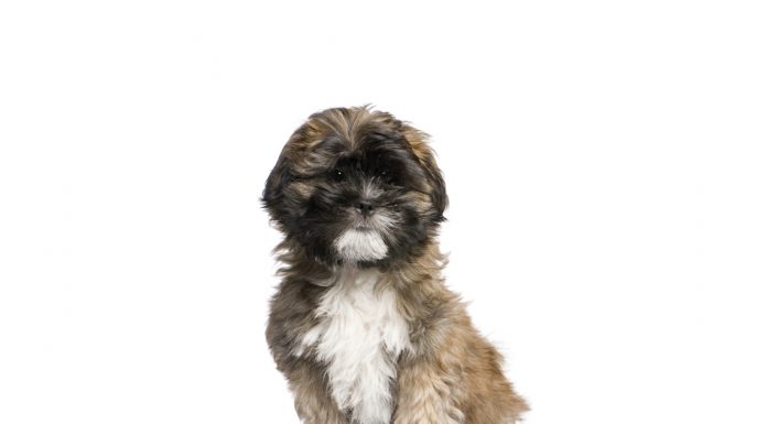 Lhasa apso