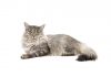 Maine coon