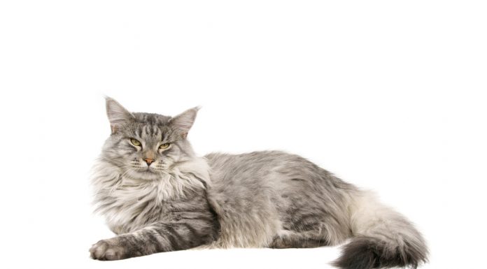 Maine coon