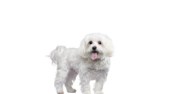 Maltese