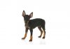 Manchester terrier