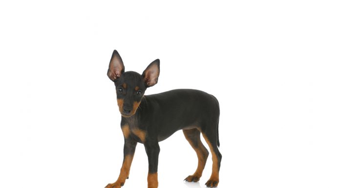 Manchester terrier